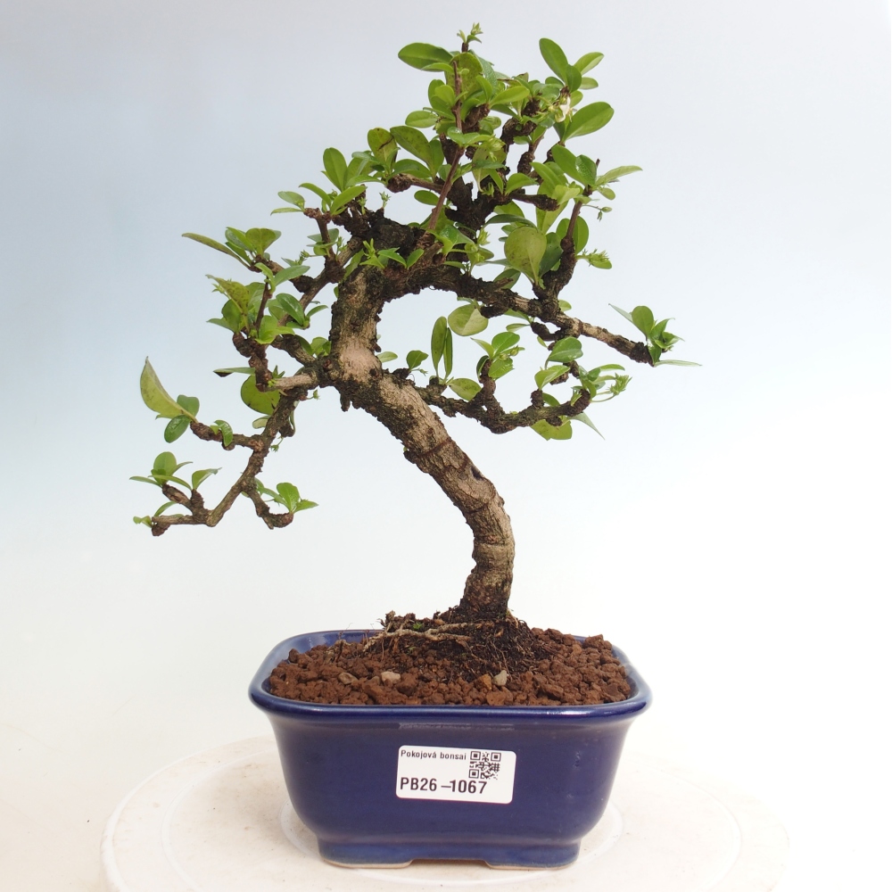 Room bonsai - Carmona macrophylla - Tea fuki