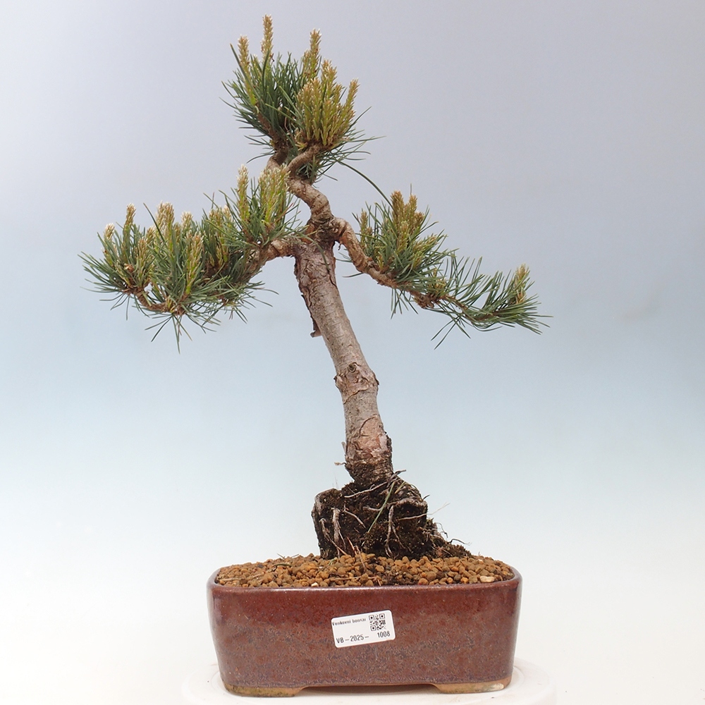 Outdoor bonsai - Pinus Sylvestris - Scots pine
