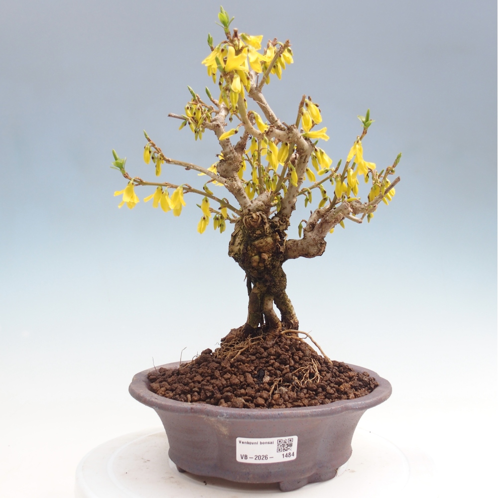 Outdoor bonsai - Zlatice - Forsythia koreana