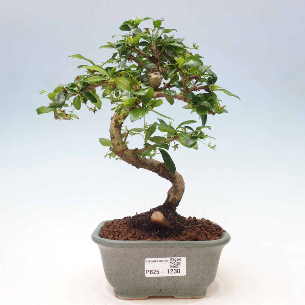 Indoor bonsai - Carmona macrophylla - Fuki tea