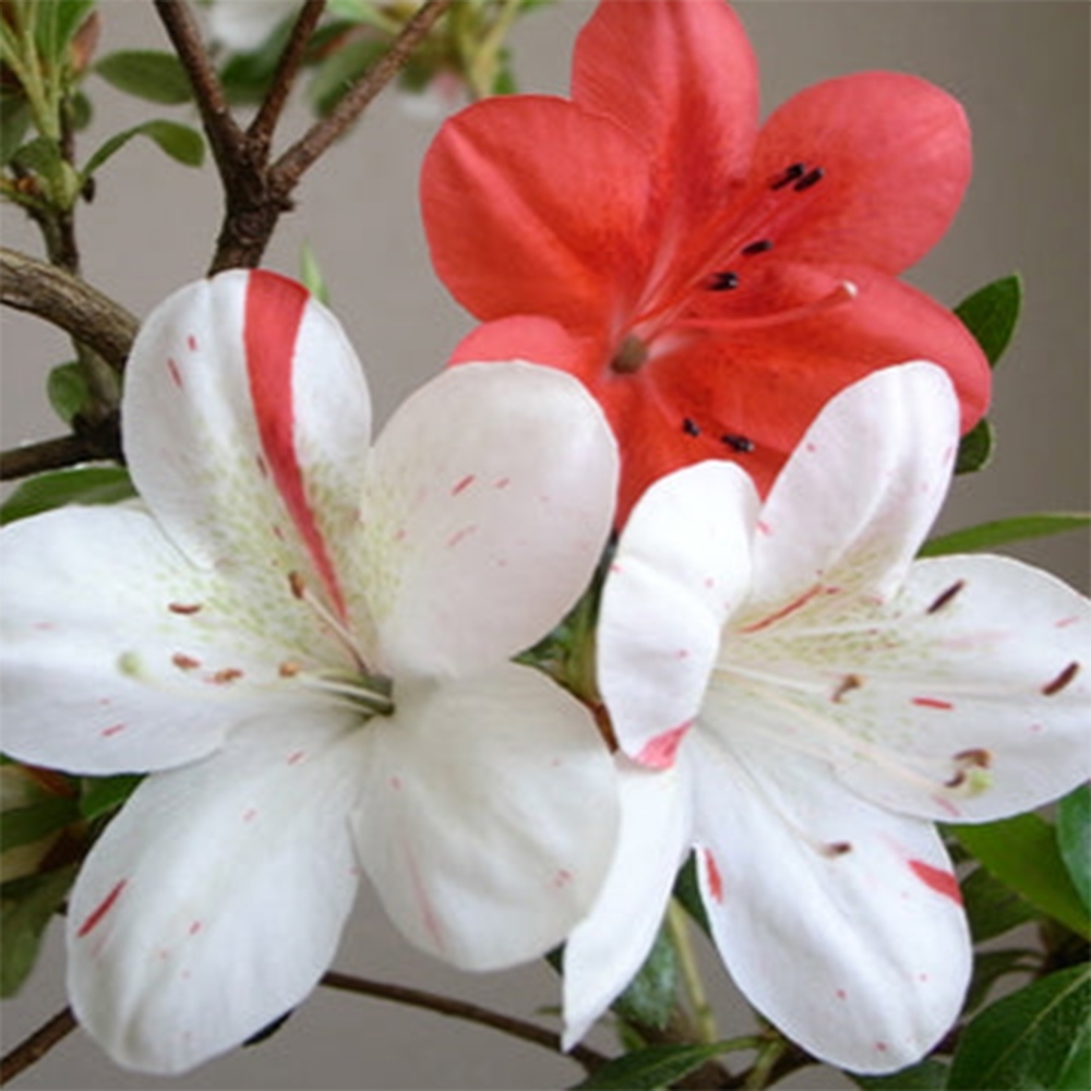 Outdoor bonsai - Japanese Azalea - Azalea Kisshoten