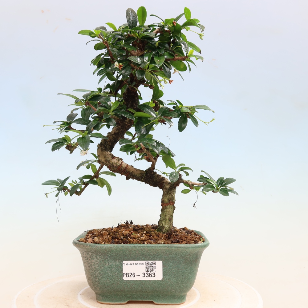 Room bonsai - Carmona macrophylla - Tea fuki