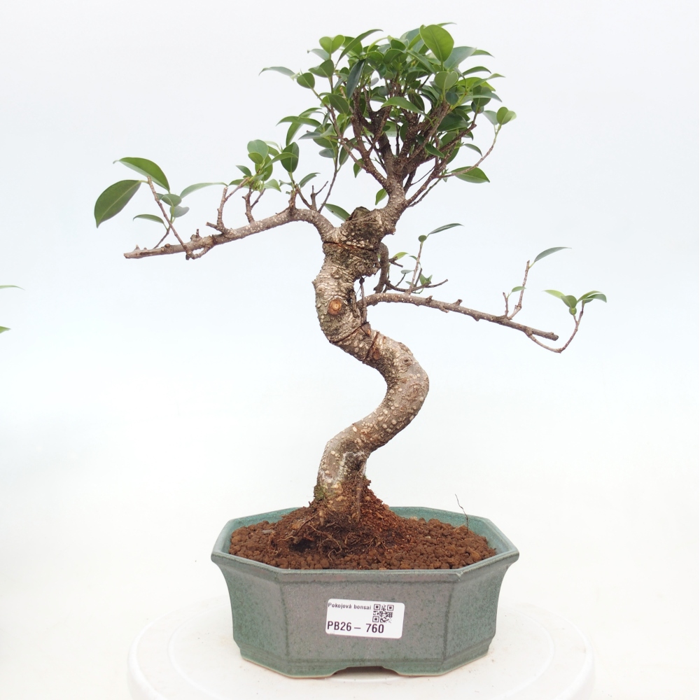 Room bonsai - Ficus retusa - small-leaved ficus