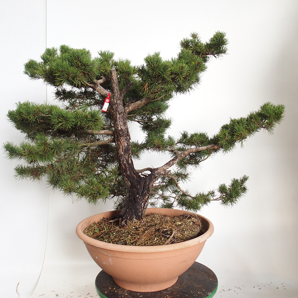 Yamadori - Pinus sylvestris Spain