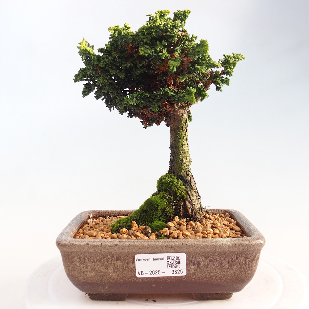 Outdoor bonsai - Cham. obtusa SEKKA HINOKI - Cypress