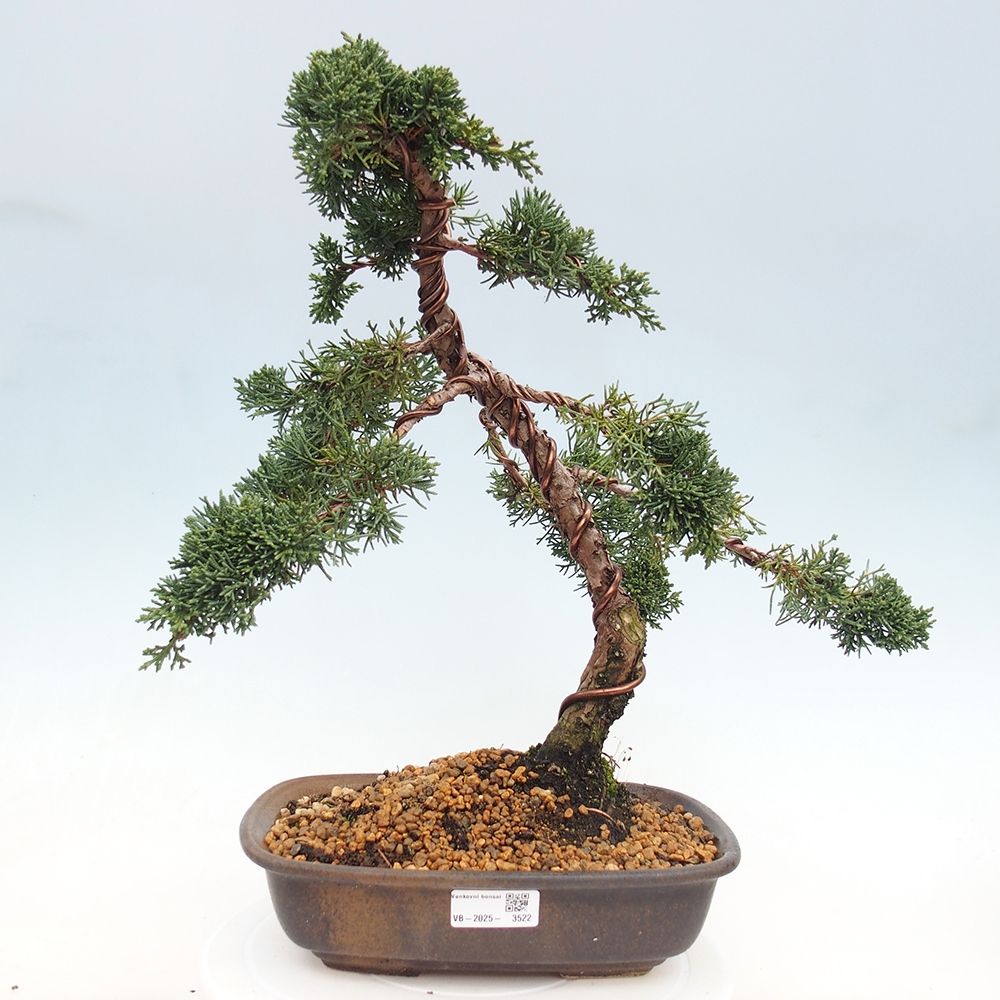 Outdoor bonsai - Juniperus chinensis Kishu