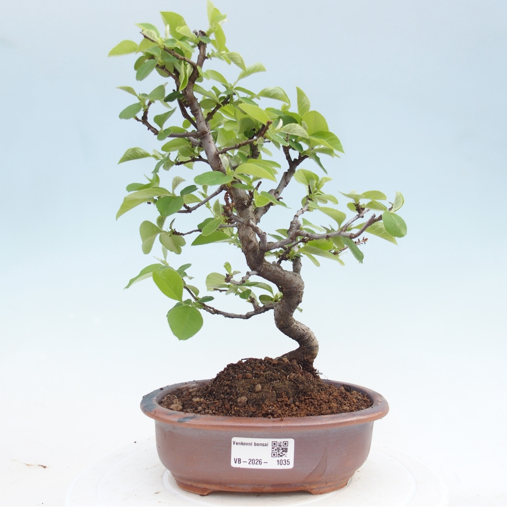 Outdoor bonsai - Chaneomeles chinensis