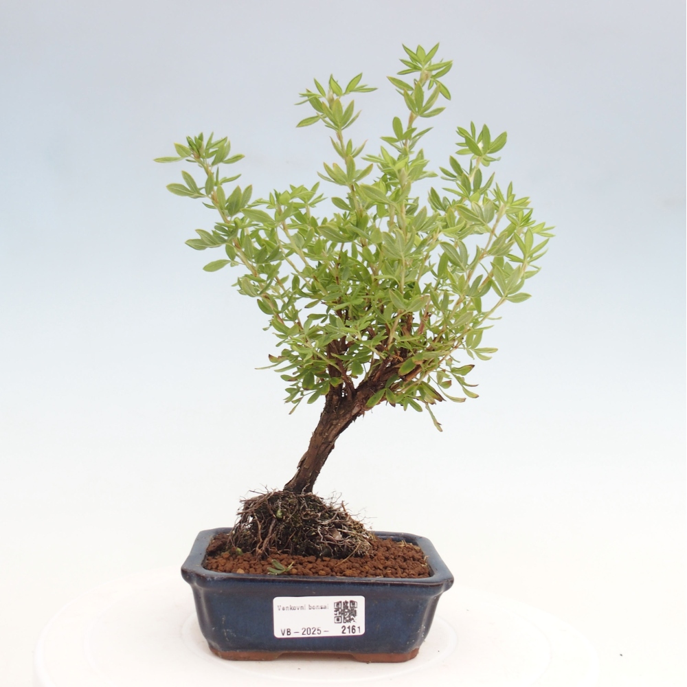 Outdoor bonsai-Cinquefoil - Potentila fruticosa yellow Bird