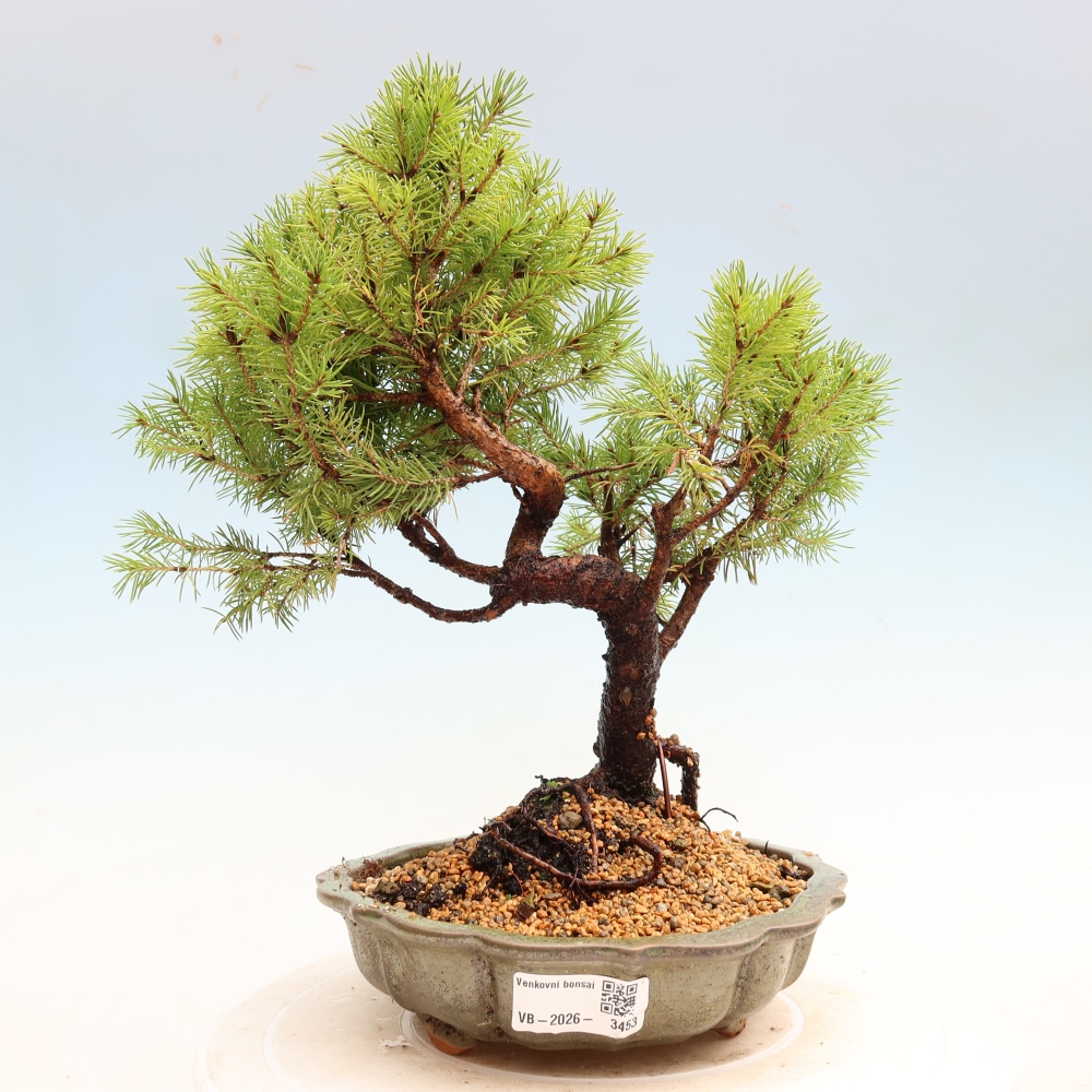Outdoor Bonsai - Blue Spruce - Picea glauca 'Globe'