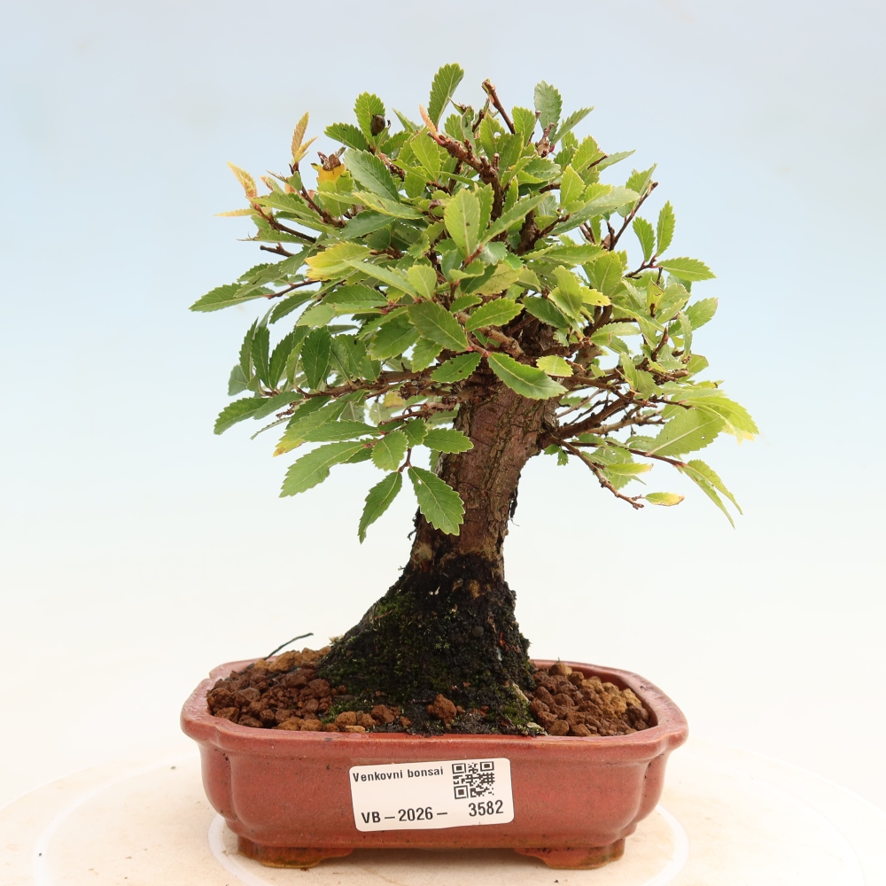 Outdoor bonsai - Zelkova - Zelkova NIRE