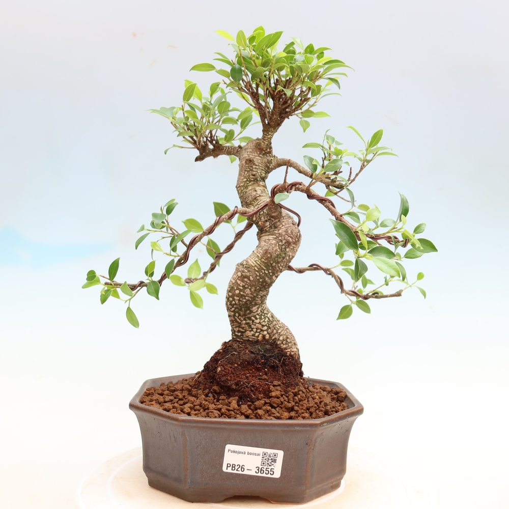 Room bonsai - Ficus kimmen - small-leaved ficus