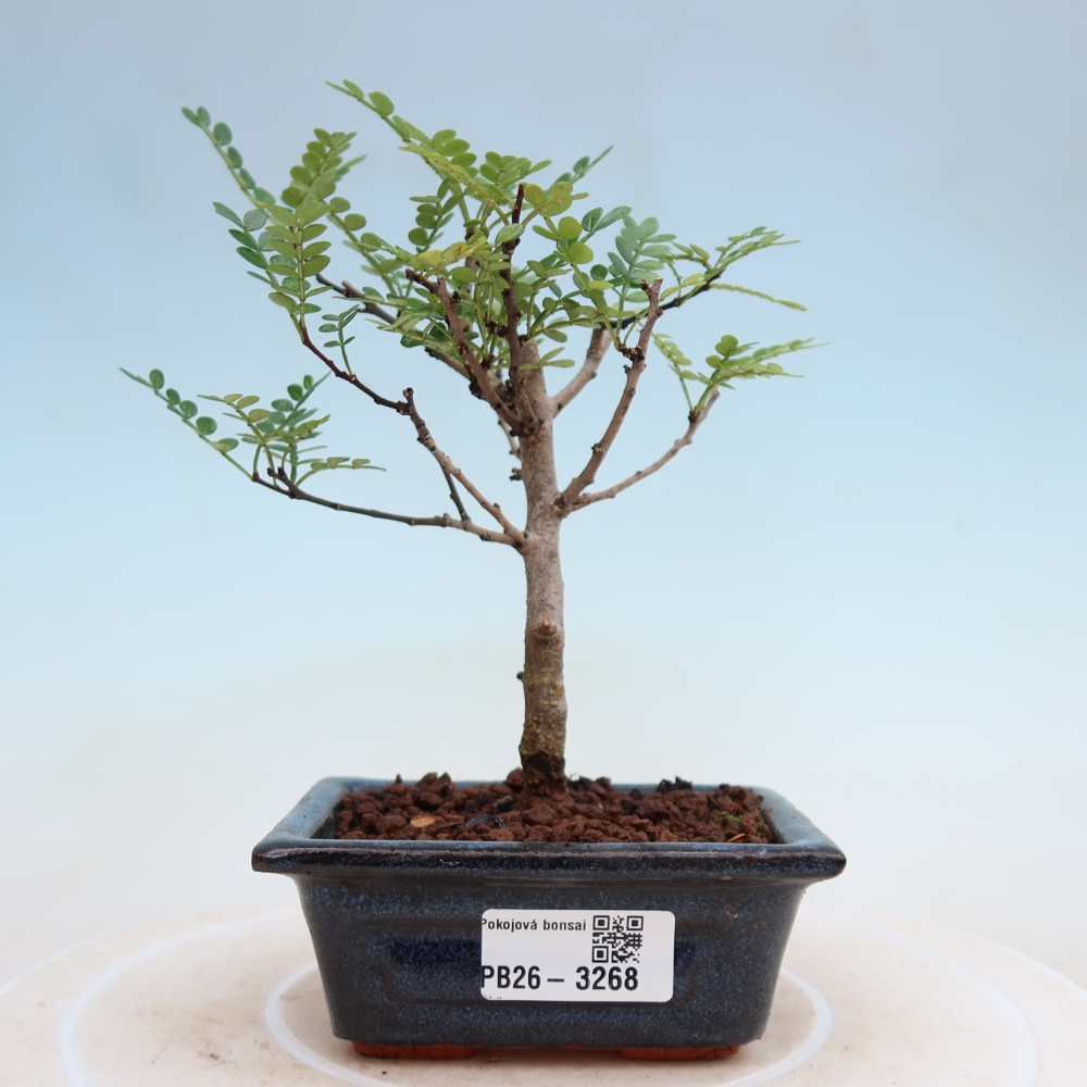 Room bonsai - Zantoxylum piperitum - pepper tree