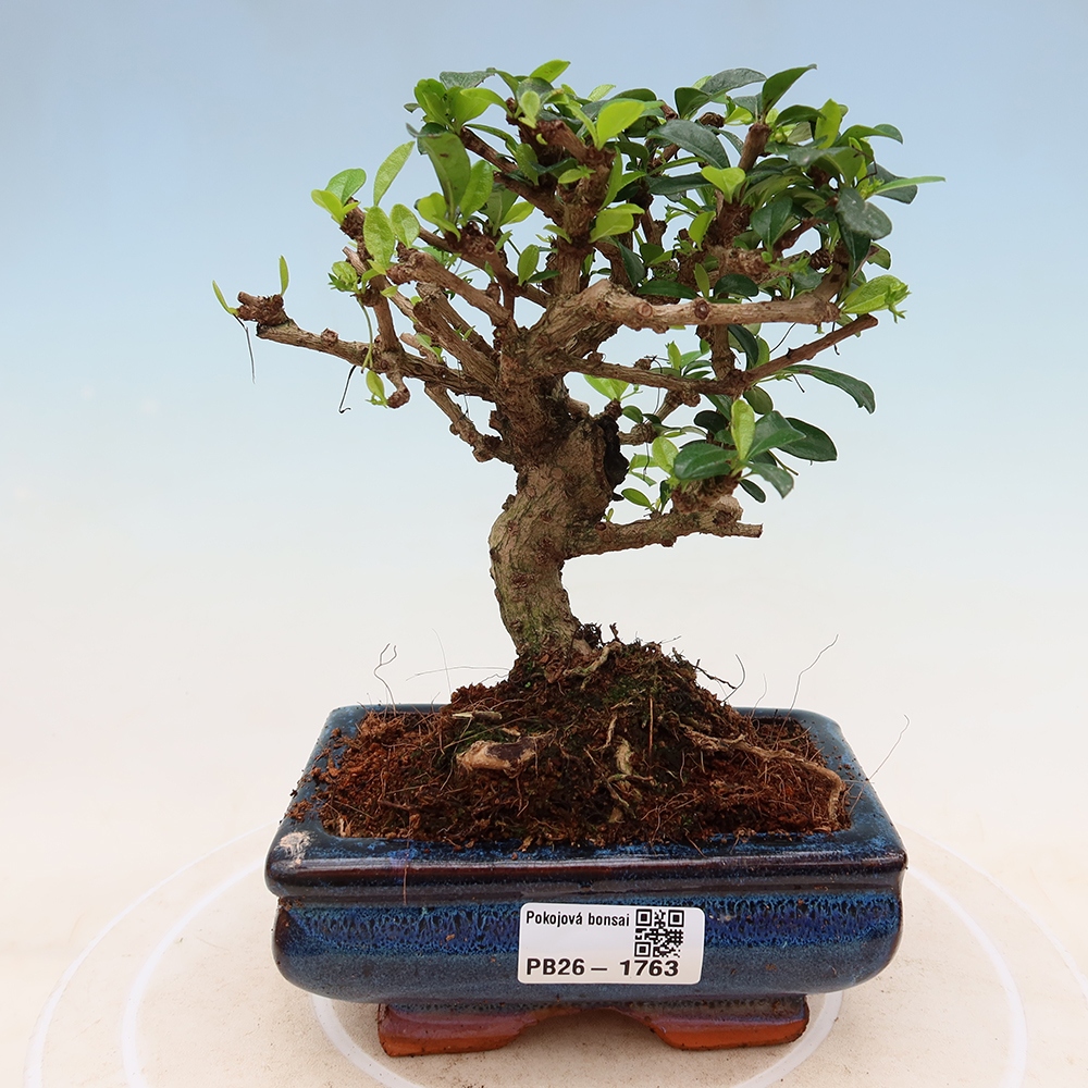 Room bonsai - Carmona macrophylla - Tea fuki
