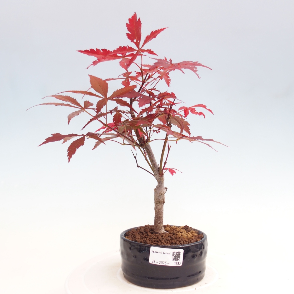 Outdoor bonsai - Acer palm. Atropurpureum-Palmleaf Maple