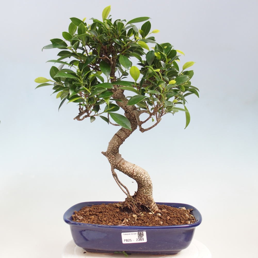 Indoor bonsai - Ficus kimmen - small-leaved ficus