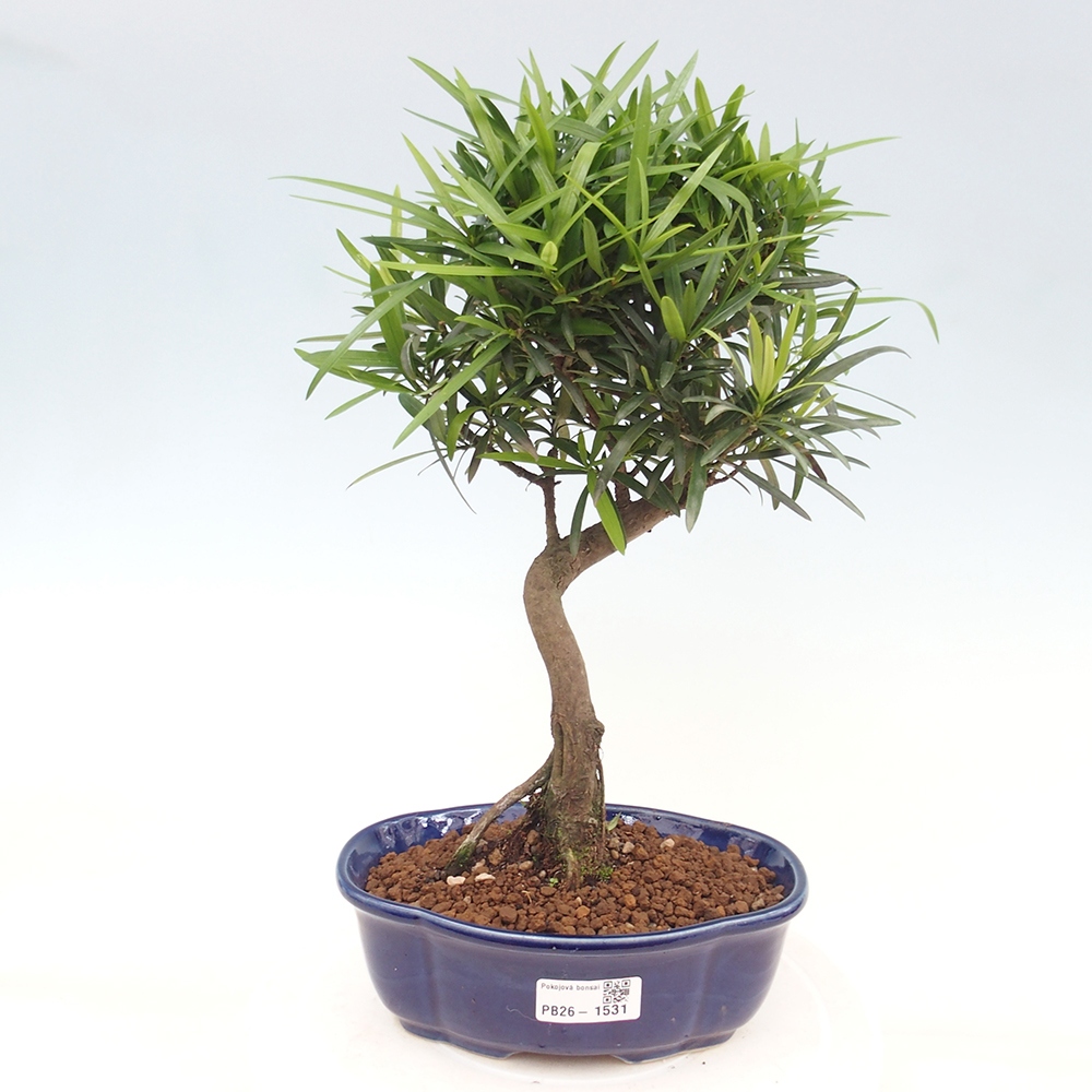 Room bonsai - Podocarpus - Stone Yew