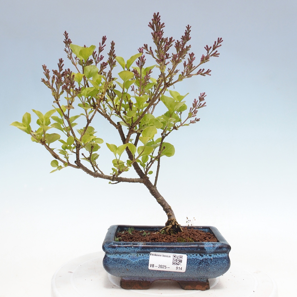 Outdoor bonsai - Syringa Meyeri Palibin - Meyer's Lilac