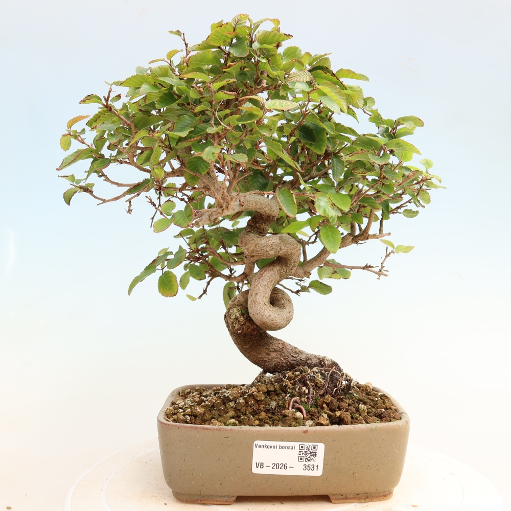 Outdoor bonsai -Carpinus CARPINOIDES - Korean Hornbeam