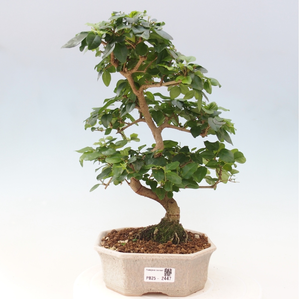 Indoor bonsai -Ligustrum chinensis - Bird's beak