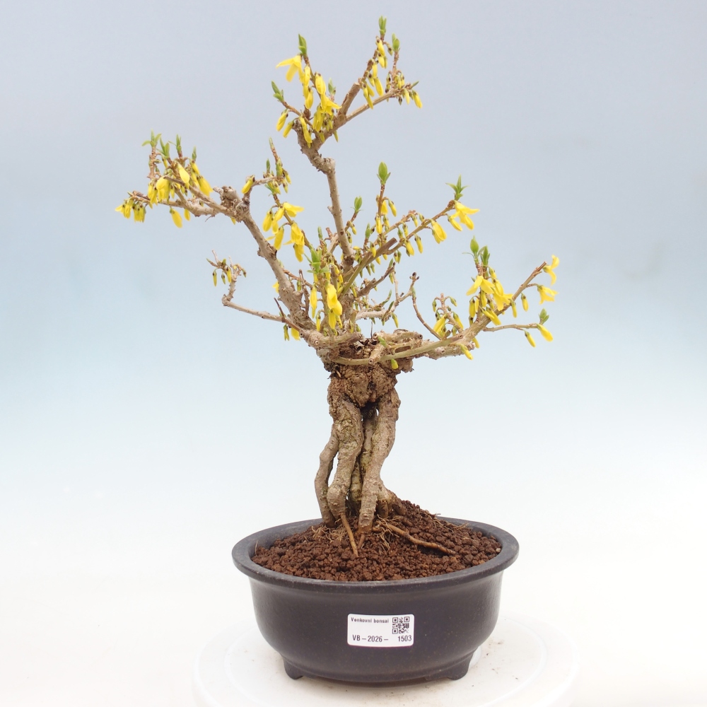 Outdoor bonsai - Zlatice - Forsythia koreana