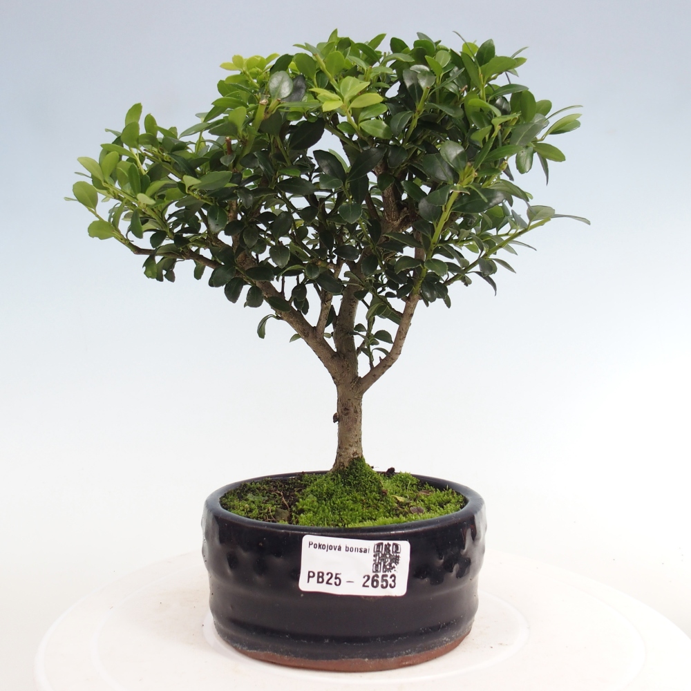 Indoor bonsai - Ilex crenata - Holly