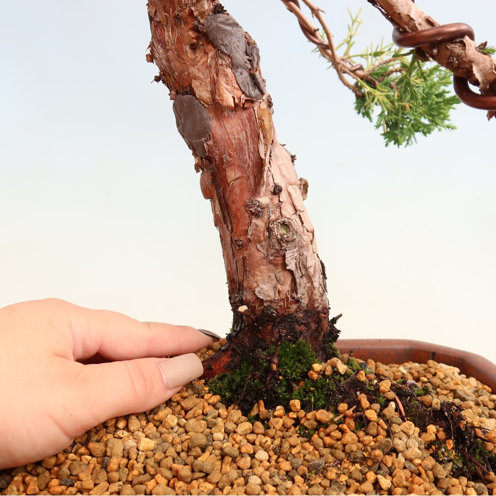 Outdoor bonsai - Juniperus chinensis Kishu