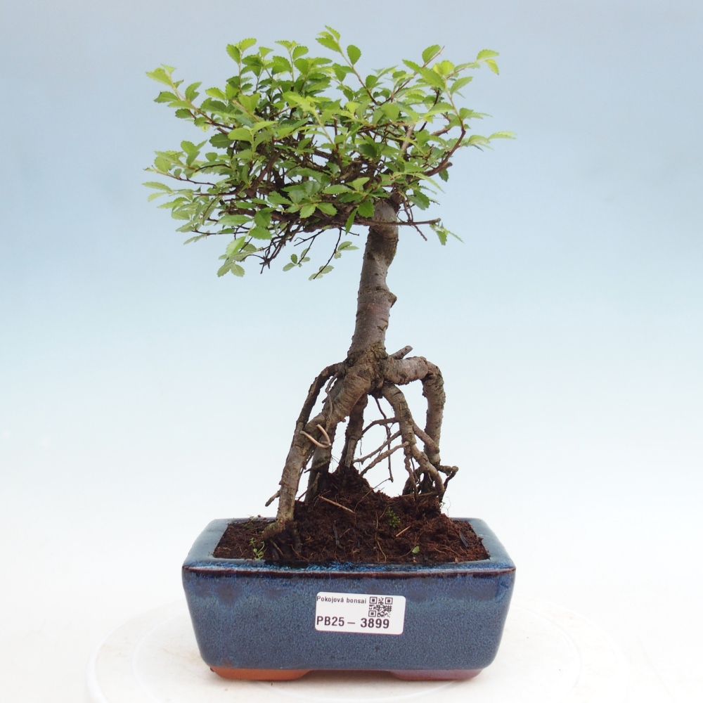 Room bonsai - Ulmus parvifolia - Small-leaved elm
