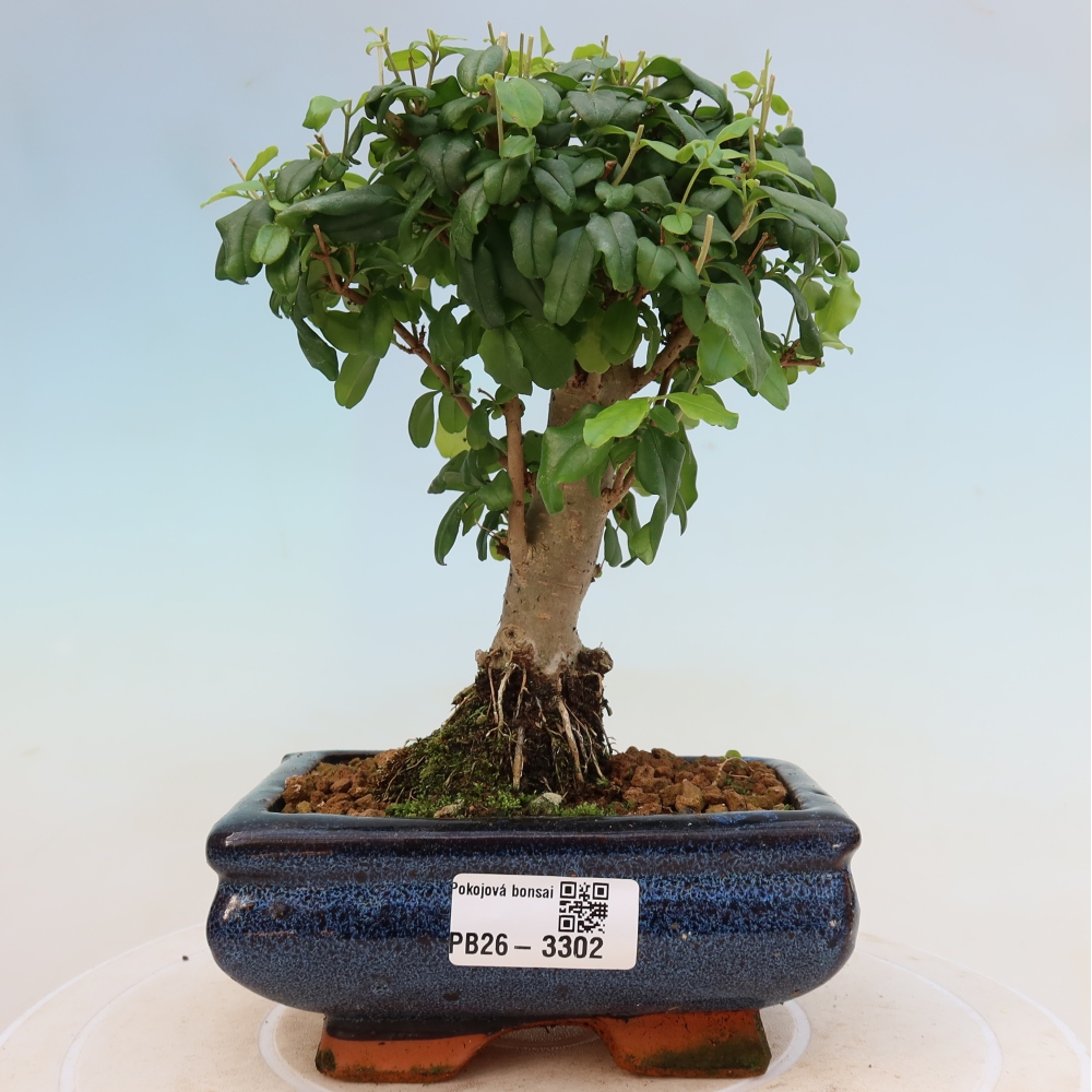 Room bonsai -Ligustrum chinensis - Birds Beak