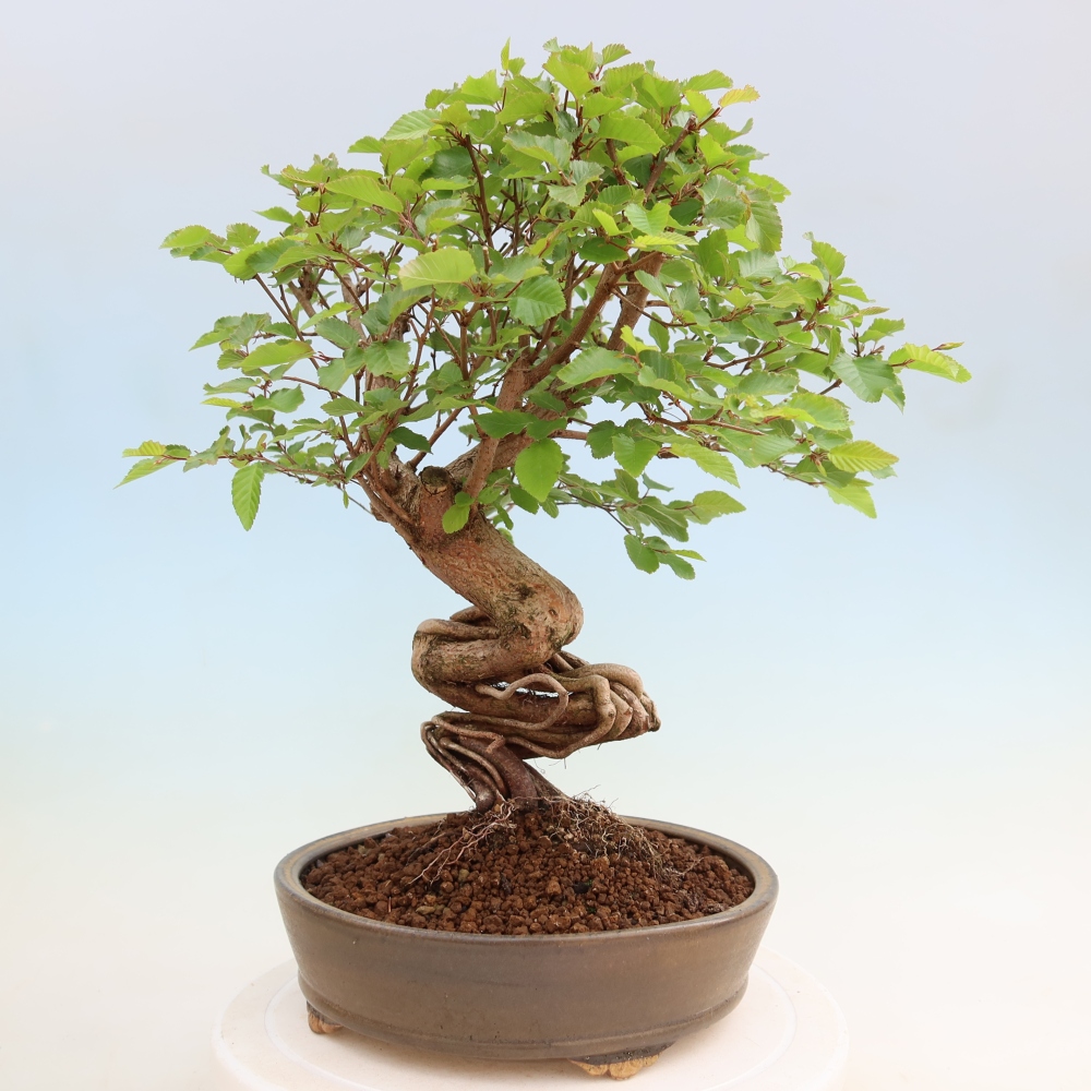Outdoor bonsai -Carpinus coreana - Korean Hornbeam