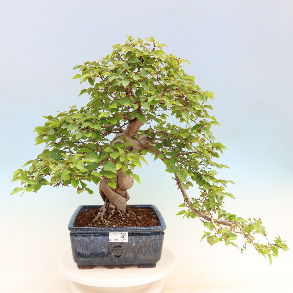 Outdoor bonsai -Carpinus coreana - Korean Hornbeam