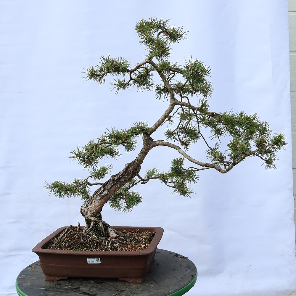 Pinus sylvestris Spain - Scots pine
