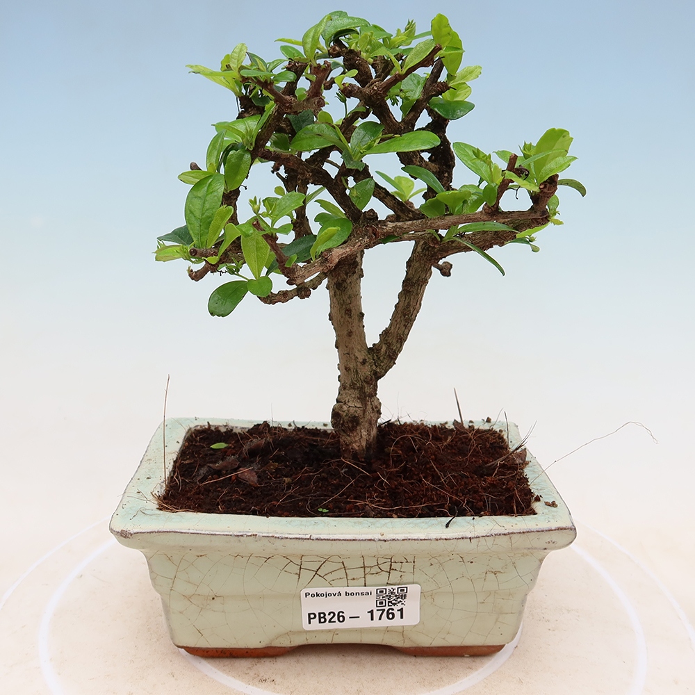 Room bonsai - Carmona macrophylla - Tea fuki