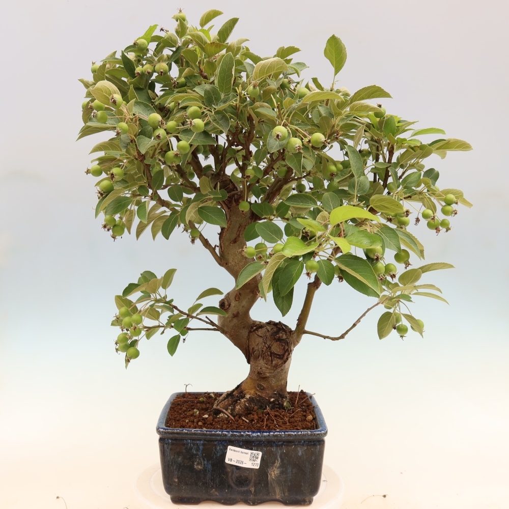 Outdoor bonsai -Malus halliana - Small-fruited apple tree