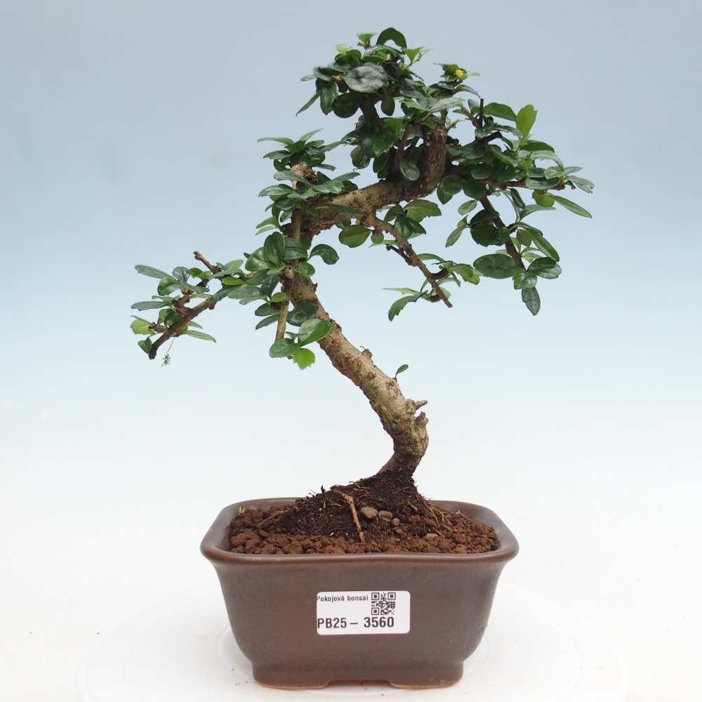 Room bonsai - Carmona macrophylla - Tea fuki