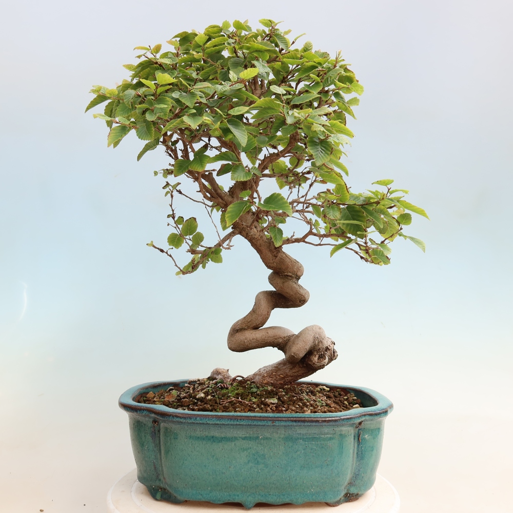 Outdoor bonsai -Carpinus CARPINOIDES - Korean Hornbeam