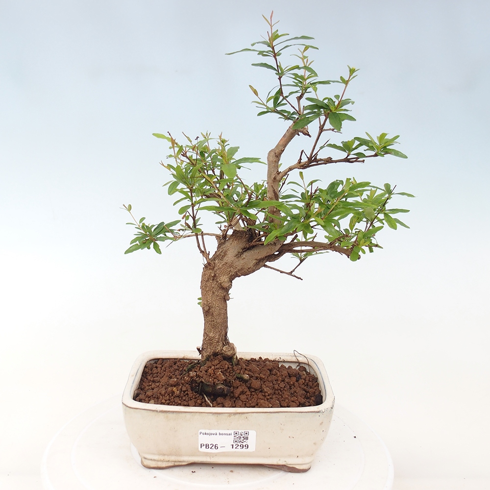 Room bonsai-PUNICA granatum nana-Pomegranate
