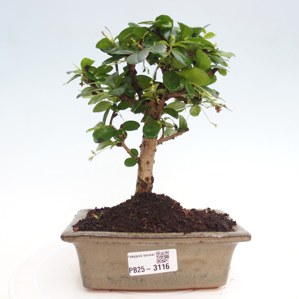 Indoor bonsai - Carmona macrophylla - Fuki tea
