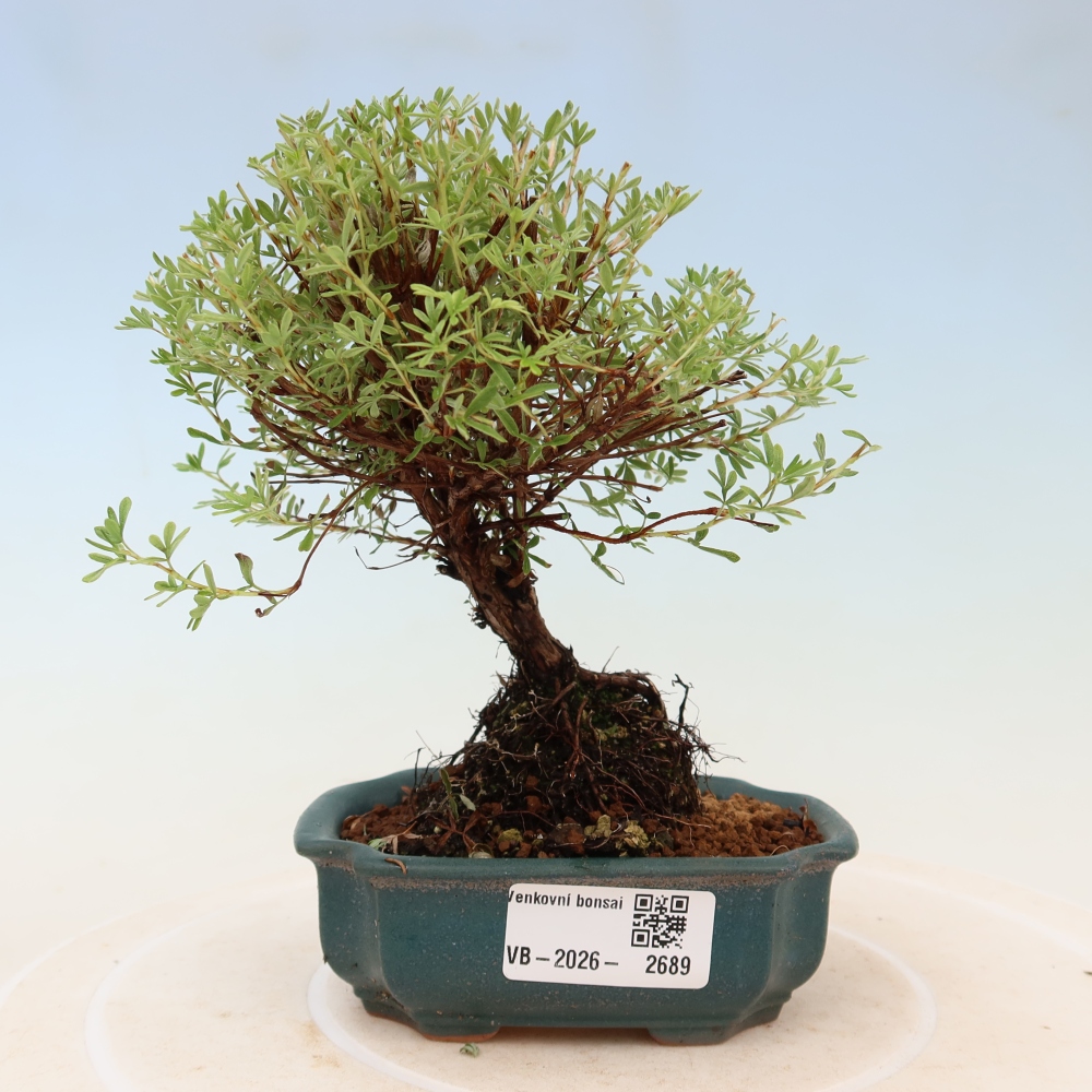 Outdoor Bonsai—Shrubby Cinquefoil (Potentilla fruticosa) 'Goldkissen'