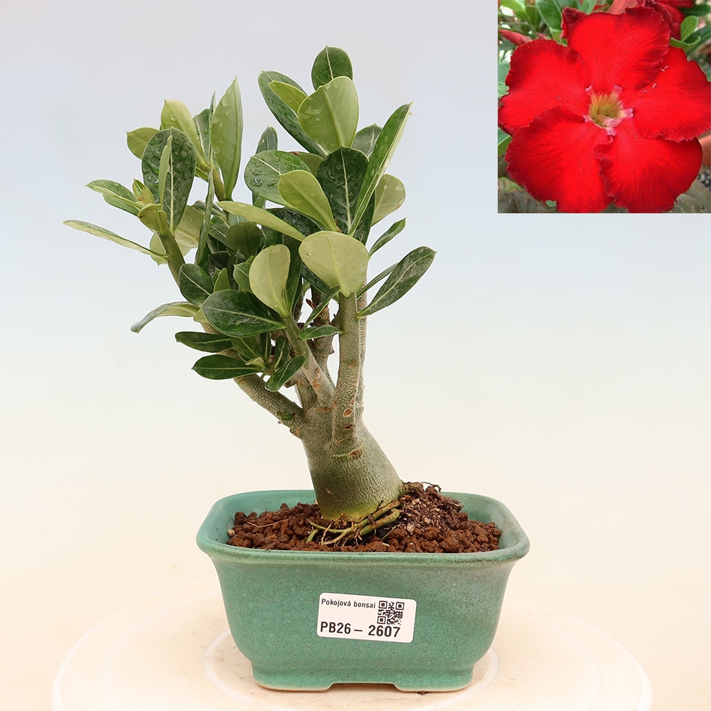 Indoor Bonsai - Adenium obesum Red Star - Desert Rose