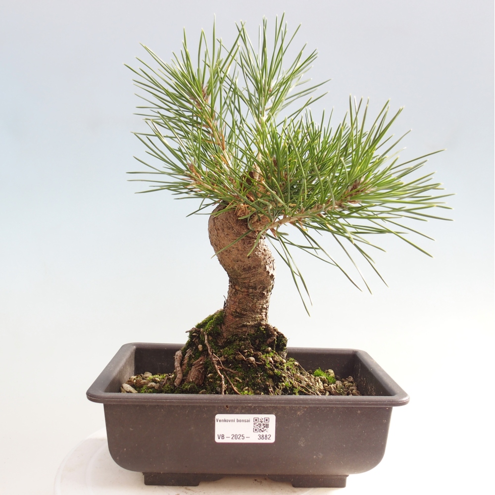 Outdoor bonsai - Pinus thunbergii - Thunberg pine