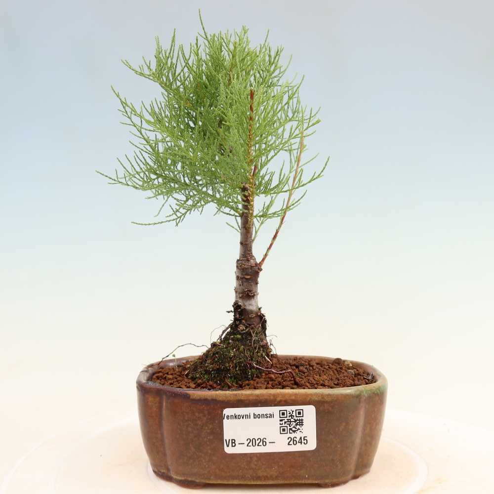 Outdoor Bonsai - Tamarisk - Tamarix