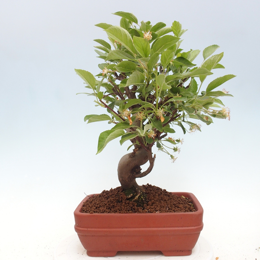 Outdoor bonsai - Malus halliana - Small-fruited apple tree