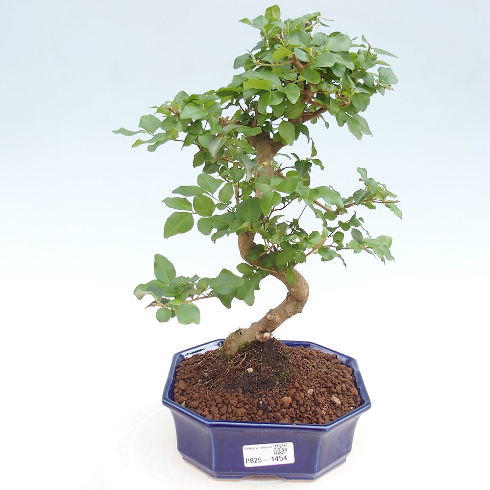 Indoor bonsai -Ligustrum chinensis - Bird's beak