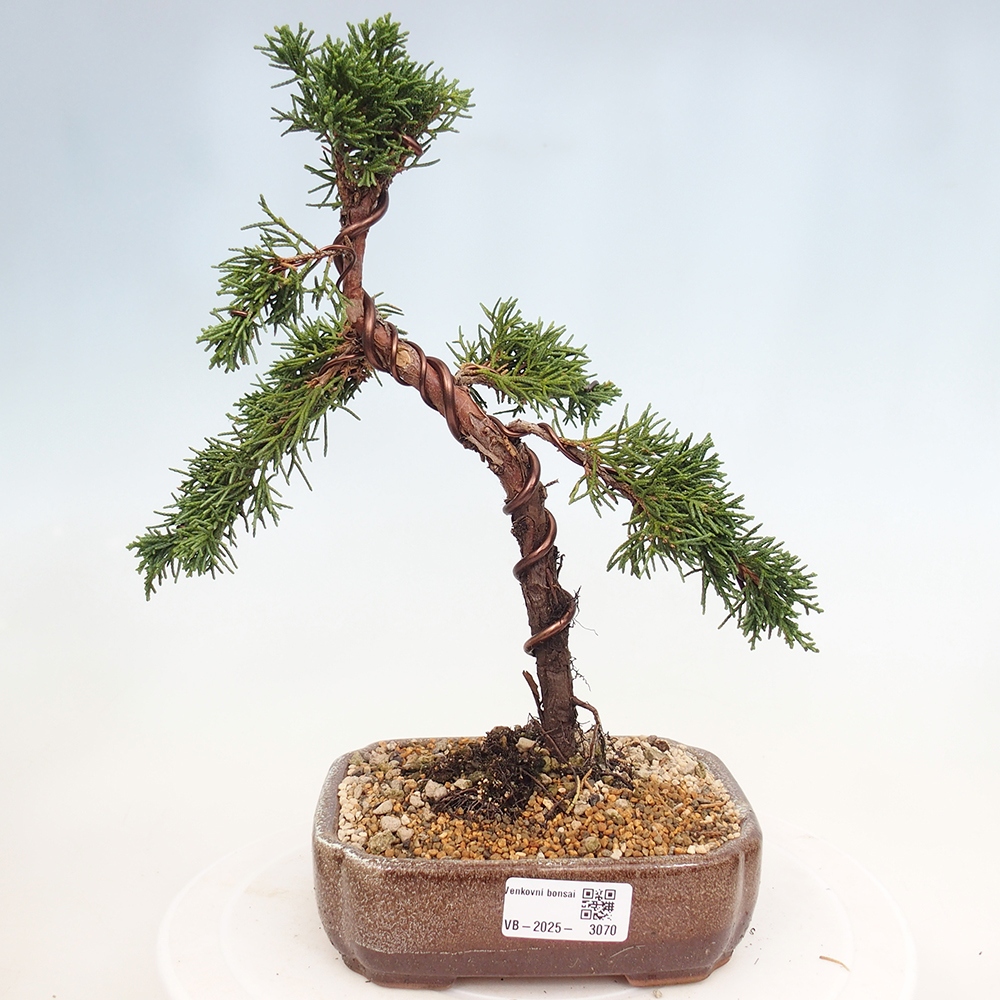 Outdoor bonsai - Juniperus chinensis Kishu - Chinese Juniper