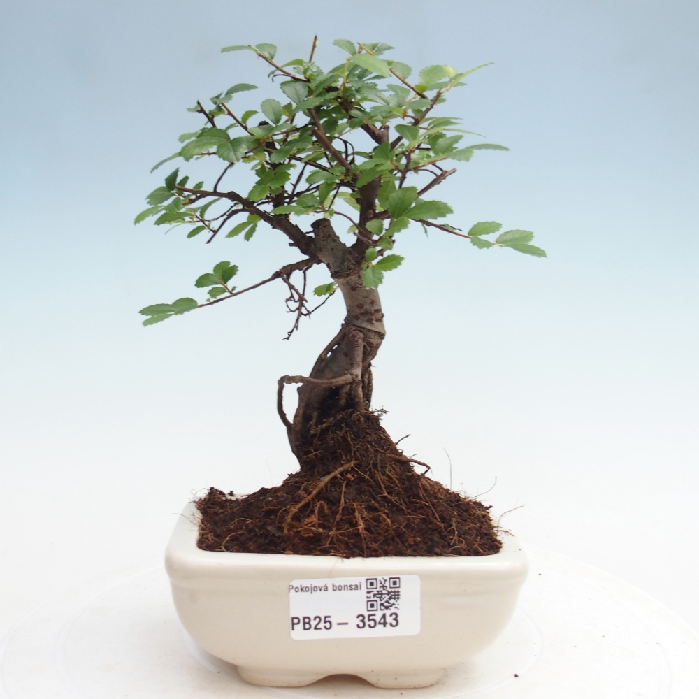 Room bonsai - Ulmus parvifolia - Small-leaved elm