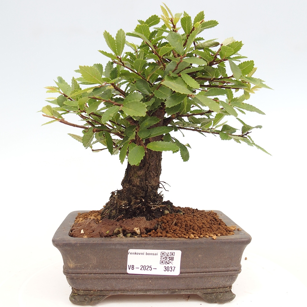 Outdoor bonsai - Zelkova - Zelkova NIRE
