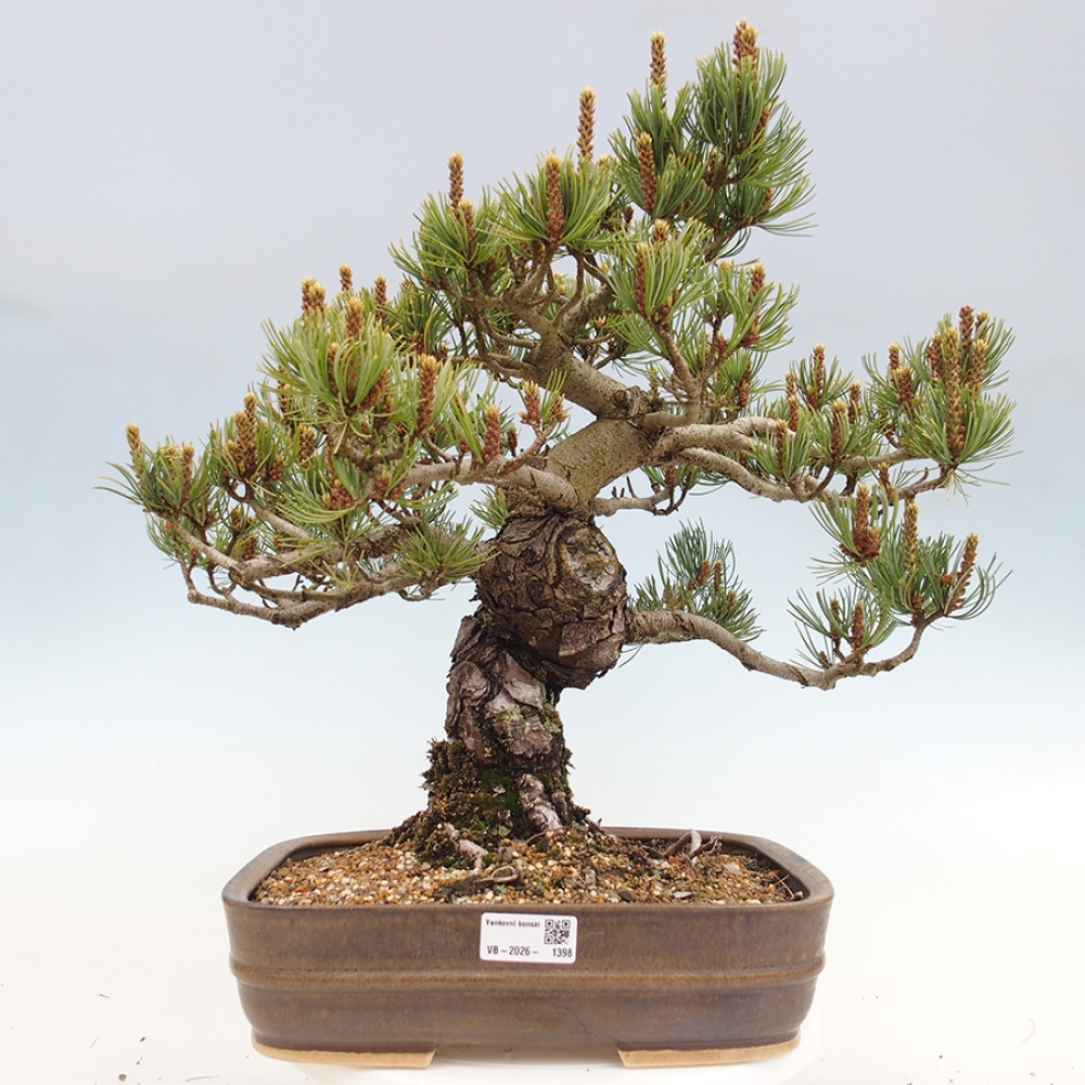 Outdoor bonsai - Pinus parviflora - Pinus parviflora