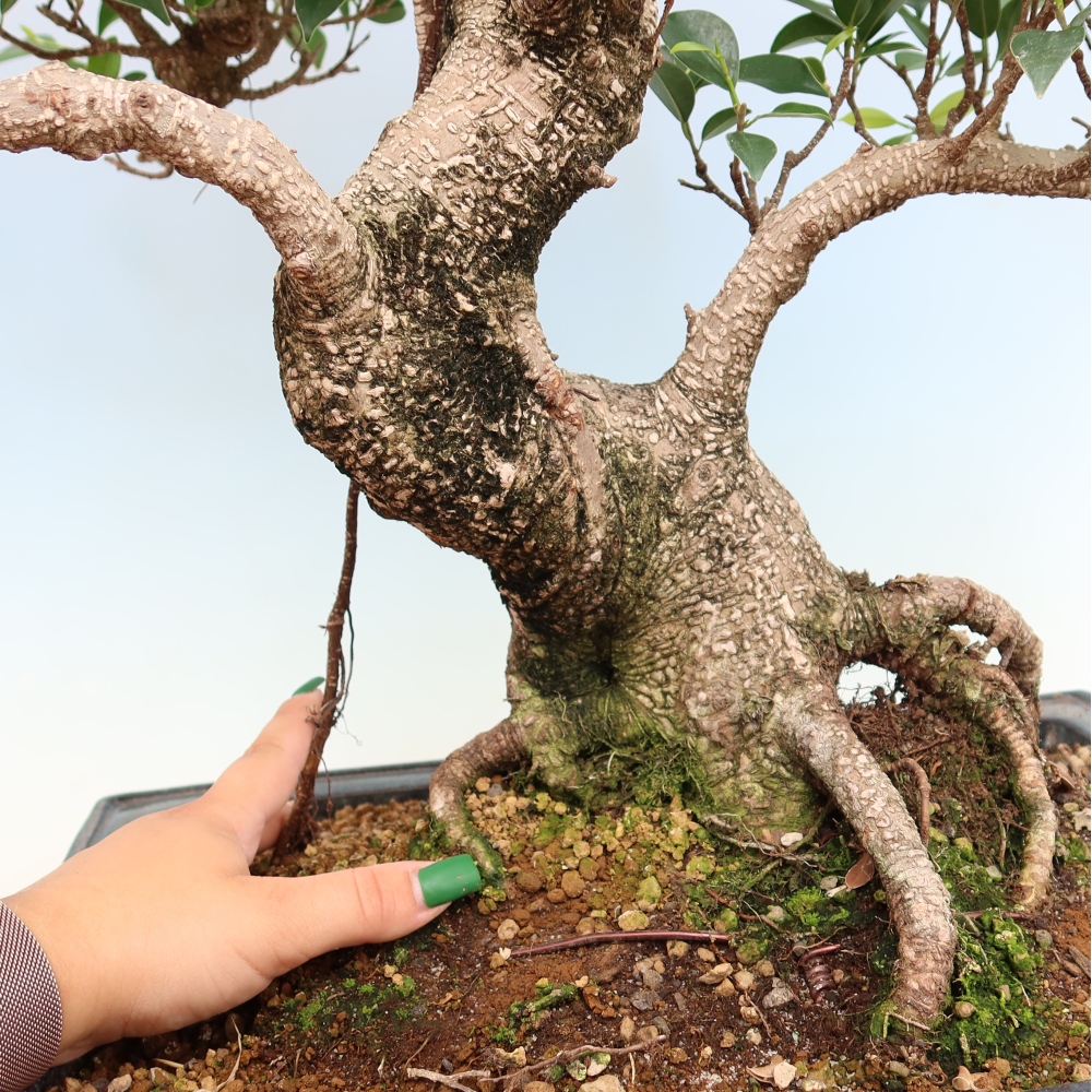 Room bonsai - Ficus kimmen - small-leaved ficus