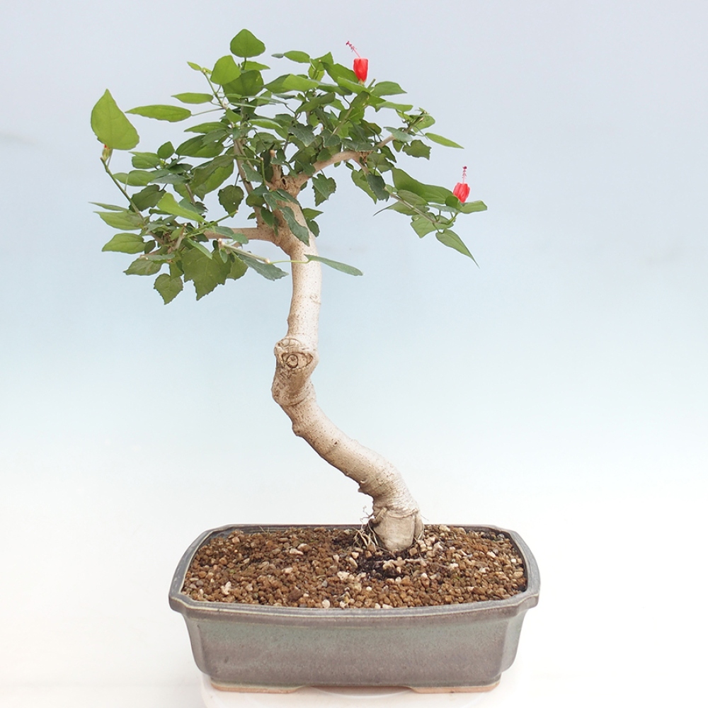 Indoor bonsai - Malvaviscus arboreus - woody hibiscus
