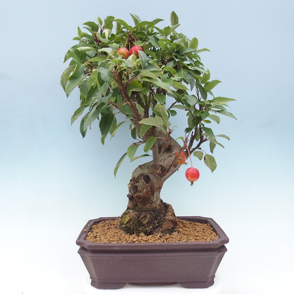 Outdoor bonsai - Malus halliana - Small-fruited apple tree